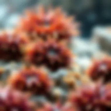 An infographic showing the ecological roles of sea urchins in marine ecosystems.