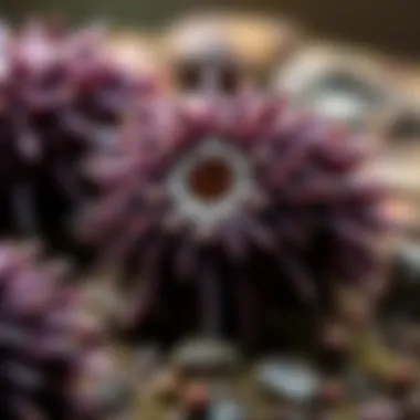 A detailed illustration highlighting the morphological features of sea urchins.