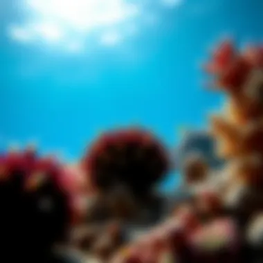 Sea Urchins in Coral Reefs An underwater scene depicting sea urchins in their natural habitat among coral reefs.