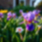 Dwarf Japanese Iris blooming in a serene garden setting