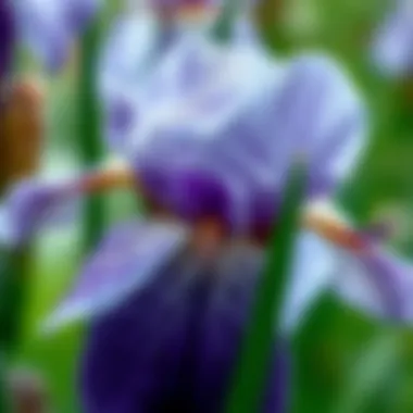 Intricate Patterns of Dwarf Japanese Iris Close-up of Dwarf Japanese Iris petals showcasing intricate patterns