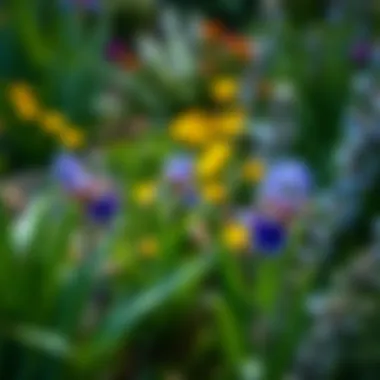 Dwarf Japanese Iris in Landscape Harmony Dwarf Japanese Iris surrounded by complementary plants in a landscape design