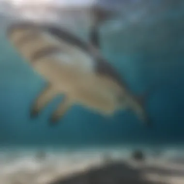 A captivating underwater photograph capturing the graceful movement of a hammerhead shark as it hunts near the ocean floor.