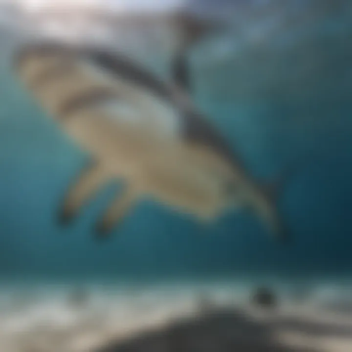 A captivating underwater photograph capturing the graceful movement of a hammerhead shark as it hunts near the ocean floor.