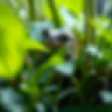 A gray tree frog blending into its natural habitat among lush greenery