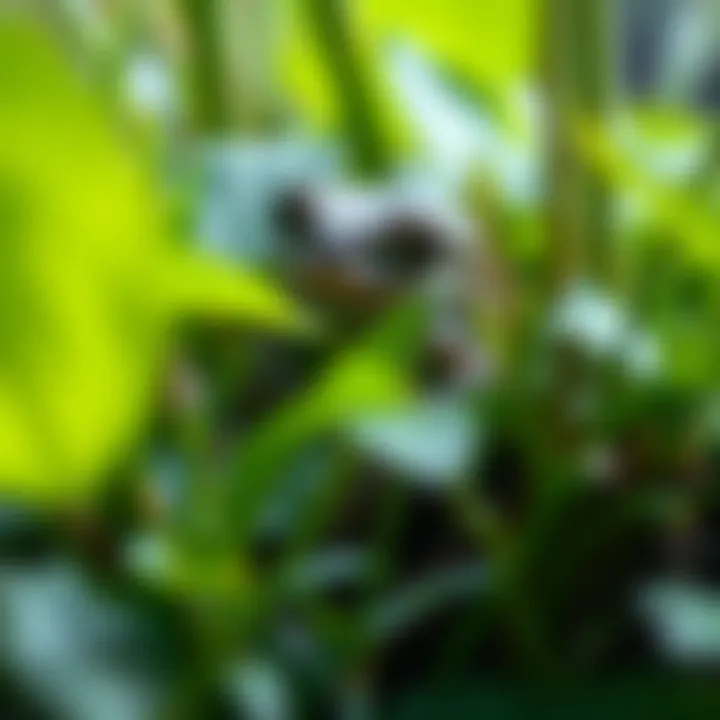 A gray tree frog blending into its natural habitat among lush greenery