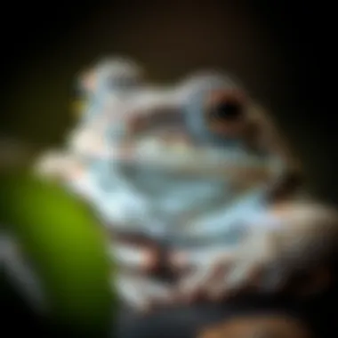 Close-up view of a gray tree frog showcasing its unique physical features