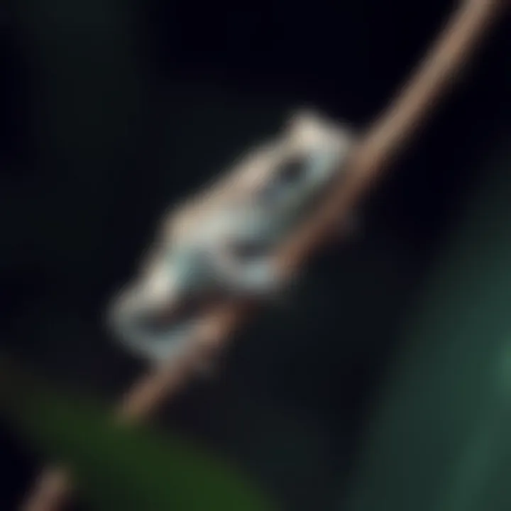 A gray tree frog perched on a branch, exhibiting its behavior in the wild