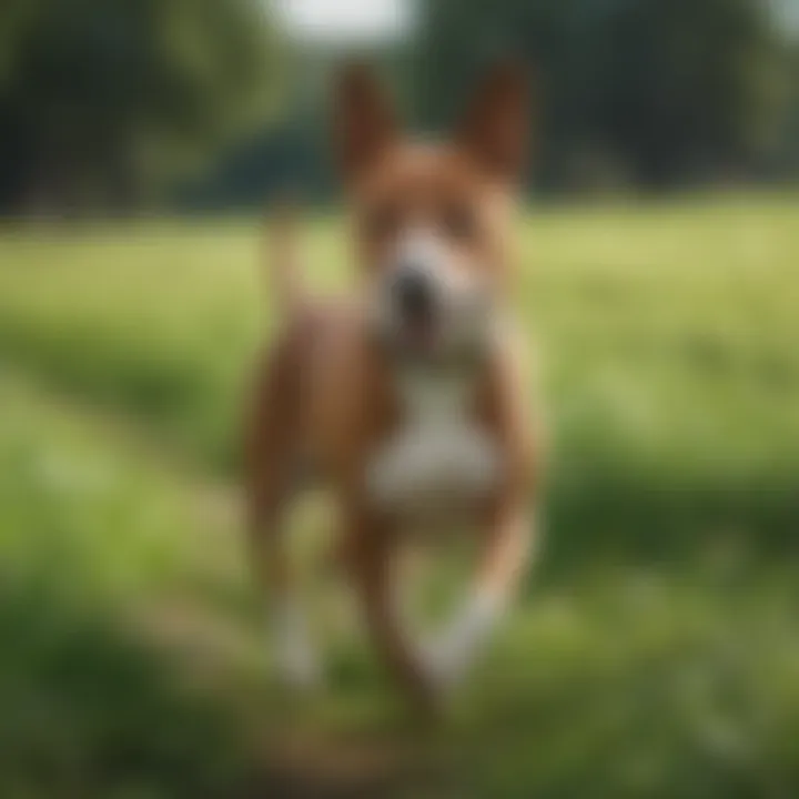 A Basenji running freely in a lush green field