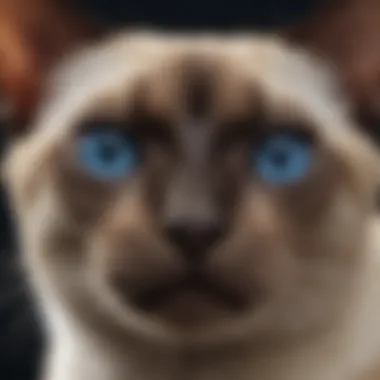 Close-up of a Siamese cat's striking blue eyes