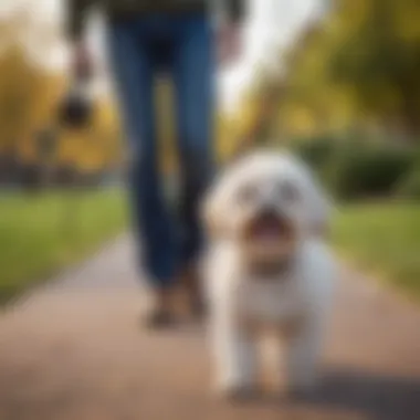 A Maltipoo with a loving owner enjoying a walk in a park