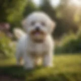 A playful Maltipoo in a sunny garden