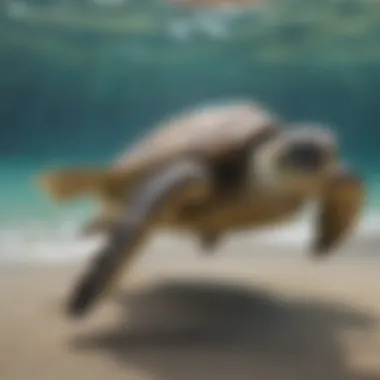 Flipper Adaptations of Sea Turtles Illustration of sea turtle flippers demonstrating adaptations for swimming