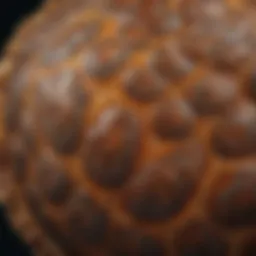 Close-up of a sea turtle shell showcasing its unique patterns