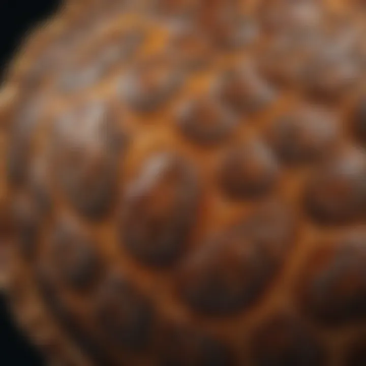 Close-up of a sea turtle shell showcasing its unique patterns