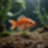 A close-up of a tiny freshwater fish swimming gracefully in a planted aquarium.