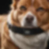 A close-up view of a pet GPS chip embedded in a collar