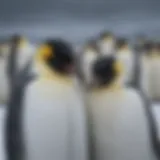 Emperor penguins huddled together for warmth in Antarctica