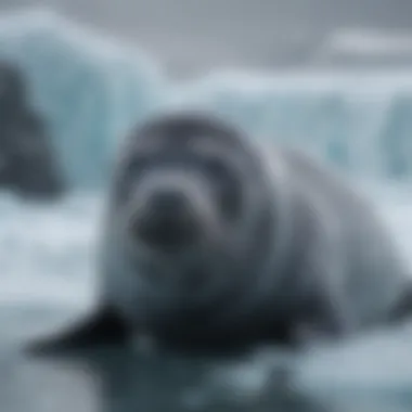 Weddell seal resting on ice with a glacial backdrop