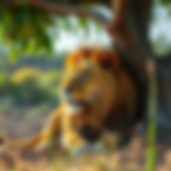 African Lion in its Territory Powerful African lion resting under a tree