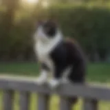 Tuxedo cat perched on a fence, observing its surroundings