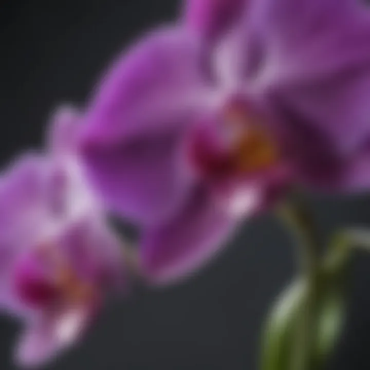 Majestic Purple Orchid Blossom