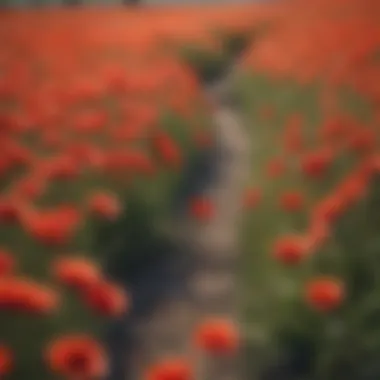 Beautiful Red Poppy Flower Field