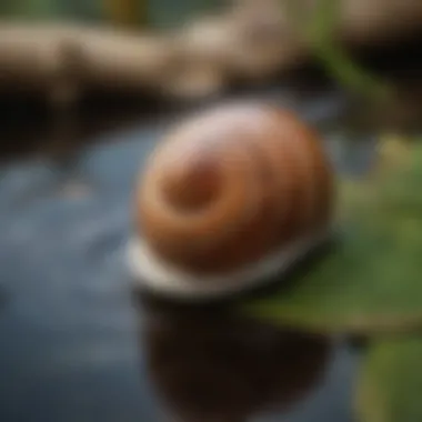 Macro close-up of freshwater pond snail shell