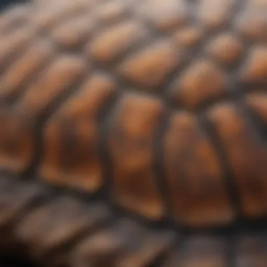 Close-up of Giant Tortoise Shell Texture