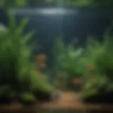 Exquisite Aquatic Plants in Long Thin Fish Tank