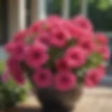 Vibrant Petunias in Full Bloom on Front Porch