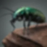 Exquisite Metallic Sheen Beetle for Taxidermy