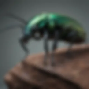 Exquisite Metallic Sheen Beetle for Taxidermy