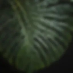 Exquisite Monstera Albo leaf close-up