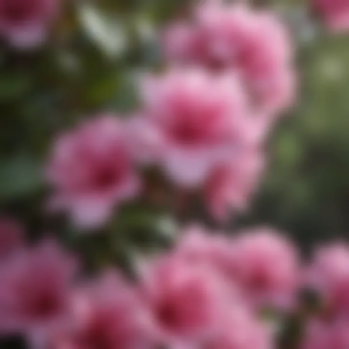 Exquisite Rhododendron Bush with Delicate Petals