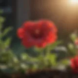 Exquisite Scarlet Petunia Flower in Sunlight