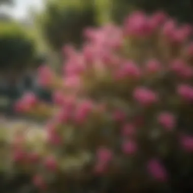 Blooming crape myrtle bush in a serene garden setting