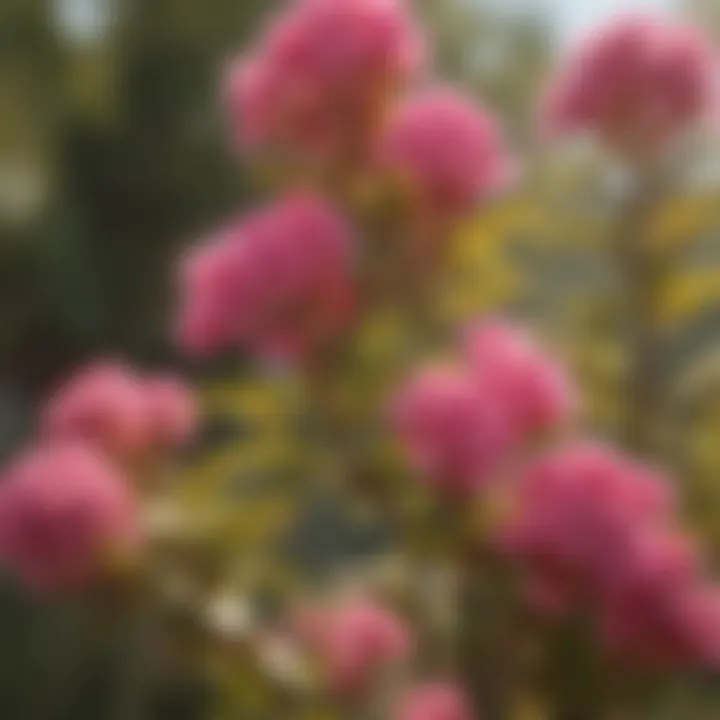 Close-up of vibrant crape myrtle flowers against a soft sunlight backdrop