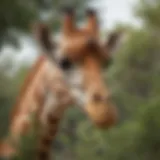 A majestic giraffe grazing on acacia leaves in the savannah