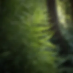 Majestic Fern Fronds in Shade Garden