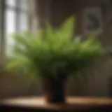 Lush green fern plant in a dimly lit room