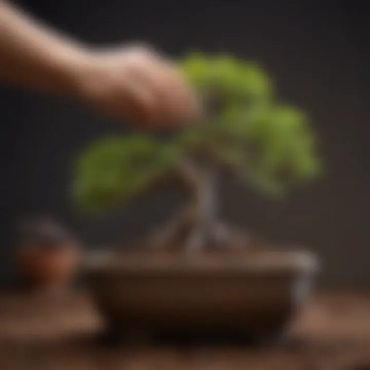 Hand delicately repotting ficus bonsai into specialized soil blend