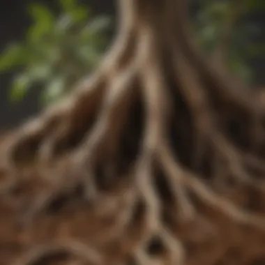 Close-up of ficus bonsai roots intertwined in nutrient-rich soil