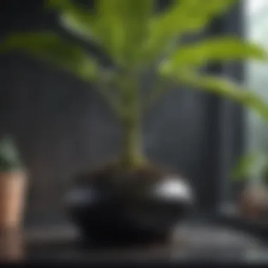 Effective Drainage System for Fiddle Leaf Fig Plant Fiddle Leaf Fig Plant Drainage System