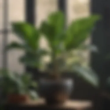 Nutrient Absorption in Fiddle Leaf Fig Plant Fiddle Leaf Fig Plant Nutrient Absorption