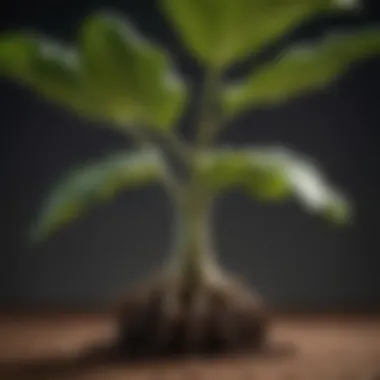 Root System of a Fiddle Leaf Fig Plant Fiddle Leaf Fig Plant Root System