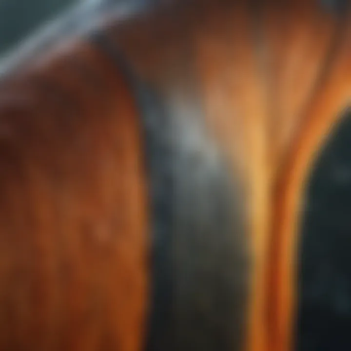 Fish fin showing distinct markings