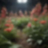 Floral Diversity in Perennials