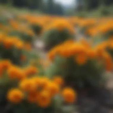 Bright marigolds adding color to a sunny landscape