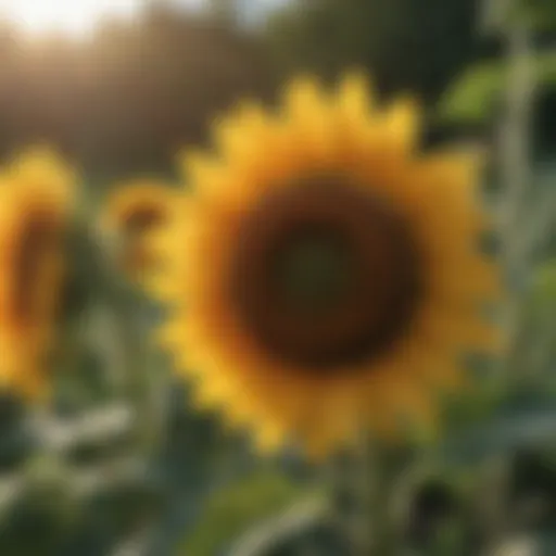 Vibrant sunflowers basking in sunlight